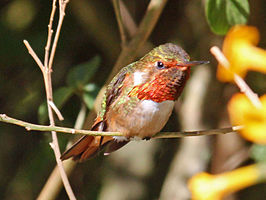 Fonkelende kolibrie