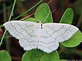 Scopula ternata (Schrank, 1802)