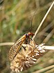 Scorpionfly (5584476733).jpg