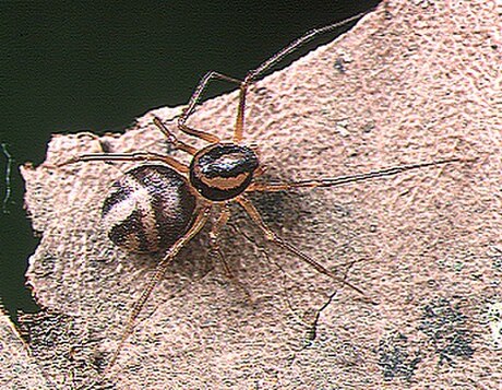 Scytodidae