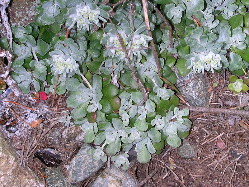File:Sedum spathulifolium (7).jpg