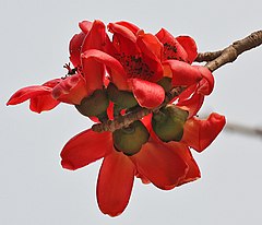 flowers in ಕೊಲ್ಕತ್ತ, ಪಶ್ಚಿಮ ಬಂಗಾಳ, India.