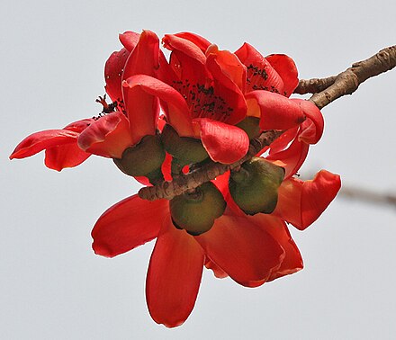 Red cotton flower