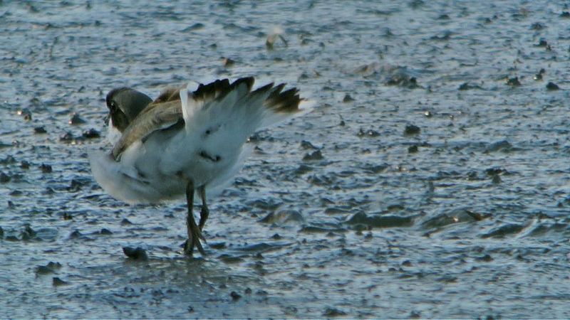 File:Semipalmated Plovers (8429953777).jpg