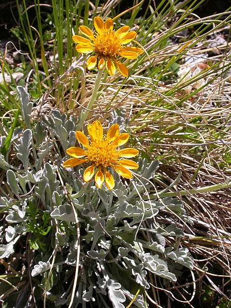 File:Senecio halleri.JPG