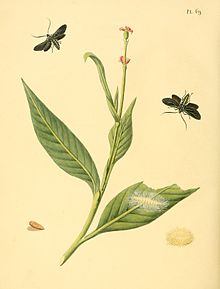 Sepp-Surinaamsche vlinders - пл. 069 нөмірлі Antichloris eriphia.jpg