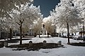 Français : Monument aux morts, Place des Quinconces, Seurre (Côte d'Or, Bourgogne, France) photographié avec un filtre infrarouge 720 nm. Català: Monument als morts, Plaça dels Quincuncis, Seurre (Costa d'Or, Borgonya, França) fotografiat amb un filtre infraroig 720 nm. Español: Monumento a los muertos, Plaza de los Quincunces, Seurre (Côte d'Or, Borgoña, Francia) fotografiado con un filtro infrarrojo 720 nm.