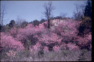 Shenandoah National Park SHEN9149.jpg