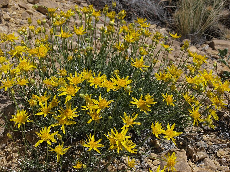 File:Shockley goldenheads, Acamptopappus shockleyi (30132668327).jpg