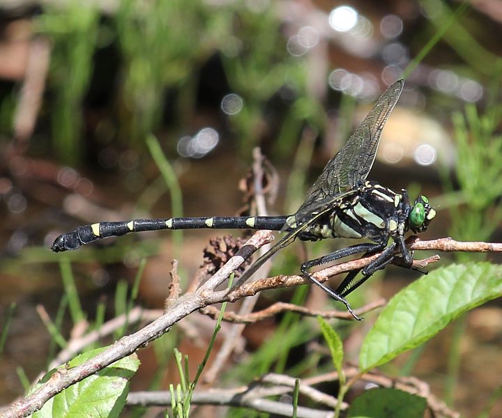 File:Sieboldius albardae (male).JPG