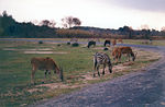 Miniatura para Reserva africana de Sigean