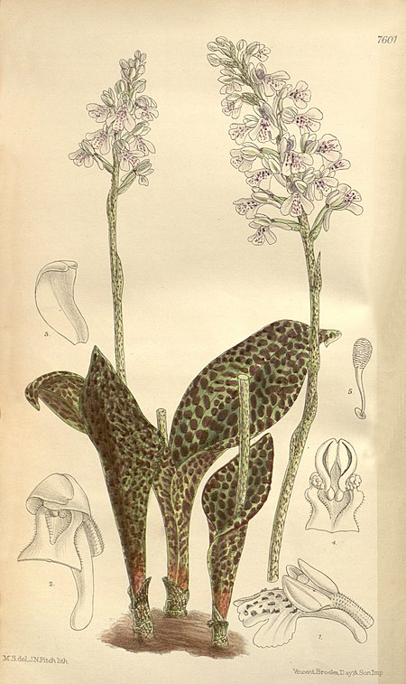 Sirindhornia monophylla