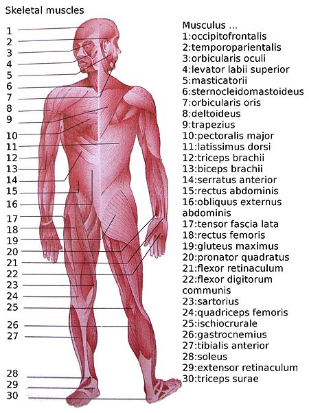 รายชื่อกล้ามเนื้อโครงร่างในร่างกายมนุษย์