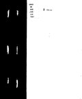 Thumbnail for File:Skutari und die nordalbanische Küstenebene (IA afn6173.0001.001.umich.edu).pdf