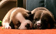 Sleeping Pups.jpg