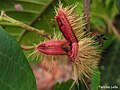 Fruit fraichement ouvert de Sloanea guianensis