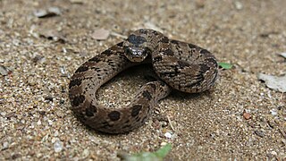 <i>Causus defilippii</i> Species of snake