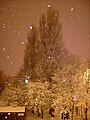 Trees on Myrtle Street Liverpool in the Snow