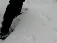 Soubor: Snowshoeing.ogv