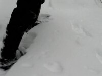 Archivo: Snowshoeing.ogv