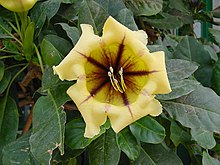 Solandra maxima C.jpg