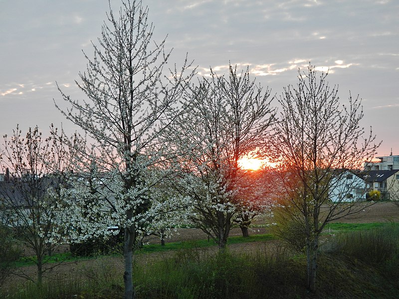 File:Sonnenuntergang - panoramio (28).jpg