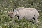 Thumbnail for File:South-western black rhinoceros (Diceros bicornis occidentalis) female.jpg