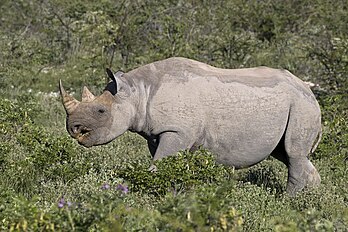 Fêmea de rinoceronte-negro (Diceros bicornis occidentalis) no Parque Nacional Etosha, Namíbia. É uma espécie nativa do leste e sul da África, incluindo Angola, Botsuana, Quênia, Malawi, Moçambique, Namíbia, África do Sul, Essuatíni, Tanzânia, Zâmbia e Zimbábue. Embora a espécie seja referida como negra, suas cores variam do marrom ao cinza. A espécie em geral é classificada como criticamente ameaçada e está ameaçada por vários fatores, incluindo caça furtiva e redução de habitat. (definição 5 082 × 3 388)