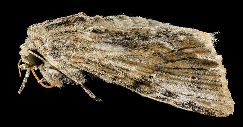 File:Southern armyworm, moth,side 2014-06-06-15.11.57 ZS PMax (15318600083).jpg