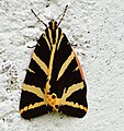 Euplagia quadripunctaria, the Jersey tiger, Tongeren Belgium