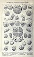 Specimen of chemically aerated goods as suggested in the book "The modern baker, confectioner and caterer; a practical and scientific work for the baking and allied trades". Edited by John Kirkland. With contributions from leading specialists and trade experts"