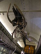 Esqueleto de ballena