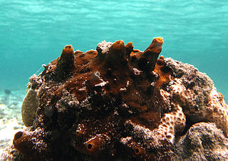 <i>Spheciospongia</i> Genus of sponges