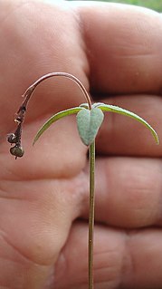 <i>Spigelia genuflexa</i>