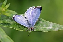 Көктемгі азур (Celastrina ladon) female.jpg