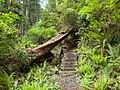 North Coast Trail, Cape Scott Provincial Park