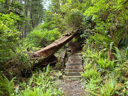 A trail through the forest near Laura Creek
