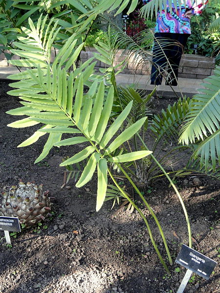 File:Stangeria eriopus - Balboa Park Botanical Building - DSC06766.JPG