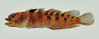 <i>Starksia melasma</i> Species of fish