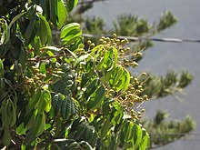 Healthy longan foliage Starr-090721-3288-Dimocarpus longan-fruit and leaves-Wailuku-Maui (24877198951).jpg