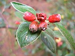 Fruits