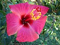 Starr 061223-2692 Hibiscus rosa-sinensis.jpg