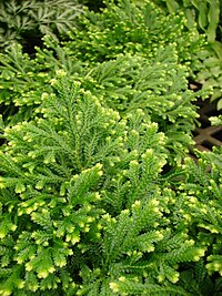 Starr 080117-1739 Selaginella sp..jpg