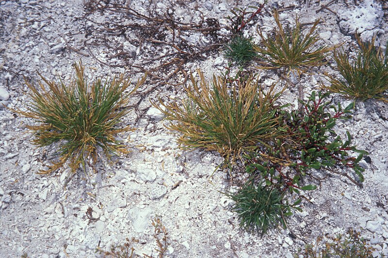 File:Starr 990623-0918 Eragrostis paupera.jpg