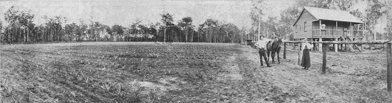 File:StateLibQld 1 153235 Farm at Beerburrum, 1919.jpg