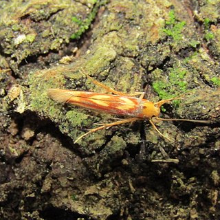 <i>Stathmopoda caminora</i> Species of moth