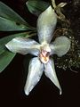 Stenia bismarckii flower