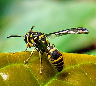 <i>Stenodyneriellus</i> Genus of wasps