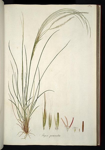 File:Stipa pennata1.jpg