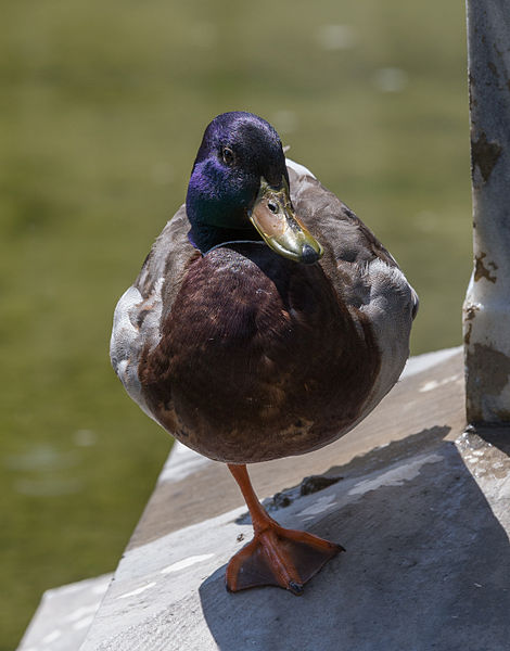 File:Stockente, male, (Anas platyrhynchos), Vienna, Volksgarten-6139.jpg